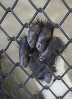 proche en haut main de singe dans cage. le illégal faune Commerce problème. photo