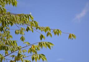 muntingia calabura feuilles dans la nature jardin photo