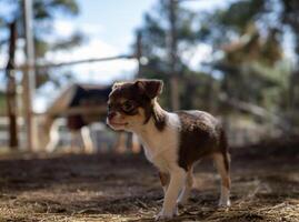 curieuse chihuahua chiot explorant le cour de ferme photo