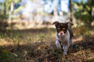 chihuahua chiot fermer photo