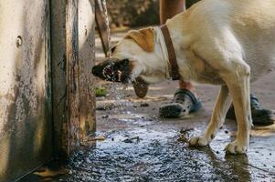 le chien est soif et les boissons l'eau de le en buvant Fontaine à l'extérieur dans le été chaleur photo