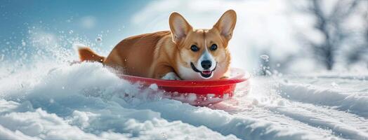 ai généré une mignonne corgi comme il jouit bobsleigh avec une cool affronter, ses plein corps figure glissement vers le bas le neigeux pente avec une espiègle expression cette rayonne joie et excitation. photo