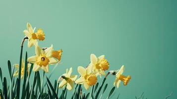 ai généré Jaune jonquilles, ensemble contre un électrique citron vert vert arrière-plan, incorporant le essence de printemps Floraison et floral beauté. ample copie espace à condition de pour Messagerie. photo