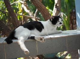 noir et blanc thaïlandais chat cheveux courts rester relaxant bâillement photo