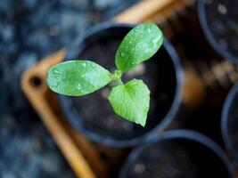 épipennumpinnatam Jaune ferme maison plante Contexte photo