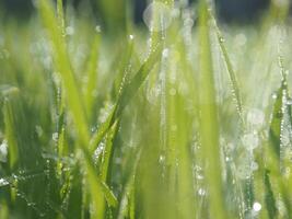 riz ferme vert Contexte laissez tomber et lumière brouiller style Contexte sucré photo