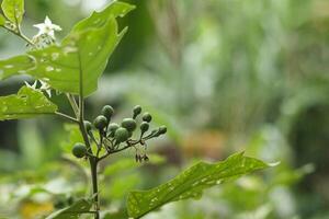 takokak, tekokak, rimbang ou aubergine solanum torvum est une plante de le aubergine famille solanacées dont fruit et des graines sont utilisé comme des légumes et mangé brut. isolé sur brouiller Contexte photo