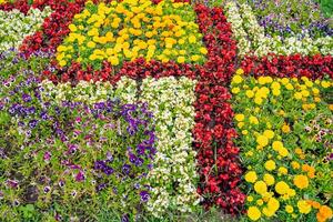 multicolore différent espèces de fleurs croissance dans le forme de carré. magnifique épanouissement les plantes. photo