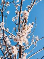 amande fleurs dans le Nouveau printemps saison photo