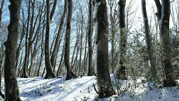 nu des arbres dans le gelé forêt avec lumière du soleil photo