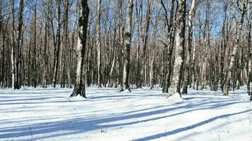 forêt plein de neige avec nu des arbres photo