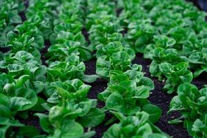 serre hydroponique légume ferme Frais légume salade grandi dans le jardin. Frais des légumes grandi de jardiniers vert feuillu des légumes sur le cultiver. photo