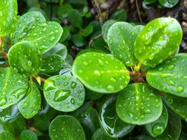 ficus annulata, Contexte de banian arbre feuilles humide de pluie photo