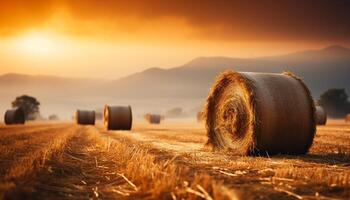 ai généré le coucher du soleil plus de rural cultiver, d'or blé récolté dans Prairie généré par ai photo