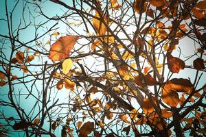 fermer photo de les plantes