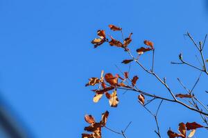 fermer photo de les plantes