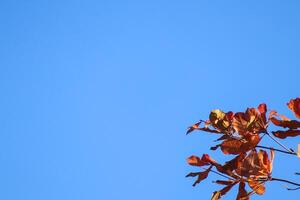 fermer photo de les plantes