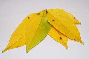 proche en haut photo de Jaune feuilles, étoile fruit arbre feuilles