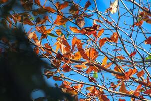 fermer photo de les plantes