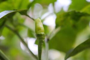 fermer photo de fruit