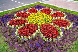 parterre de fleurs avec multicolore espèce de fleurs. Stupéfiant vue sur la nature. photo