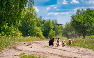 mignonne chiens fonctionnement après drone. différent races de animaux domestiques. magnifique emplacement avec vert des arbres et large chemin. photo