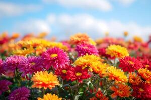 ai généré radiant chrysanthème champ en dessous de bleu ciels photo