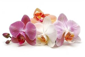 ai généré vibrant orchidée collection sur blanc Contexte photo