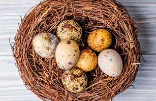 coloré Caille des œufs avec taches dans le nid fabriqué de brindilles. des oiseaux nid avec tacheté Caille des œufs sur le gris surface. fermer photo