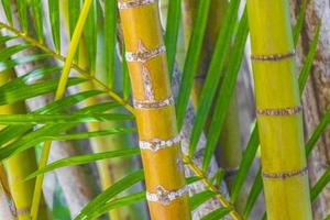 palmiers bambou vert jaune rio de janeiro brésil.