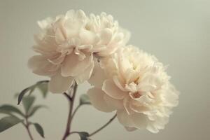 ai généré élégant blanc pivoines avec doux ombres photo