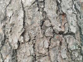 des fissures dans vieux arbre les troncs. photo les formats