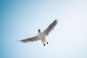 à tête noire mouette en volant contre clair bleu ciel sur ensoleillé journée photo