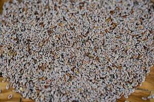 psyllium des graines et psyllium cosses sur olive bois photo