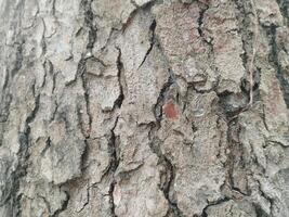 des fissures dans vieux arbre les troncs. photo les formats