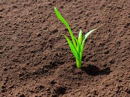 ai généré peu plante dans sol photo