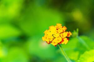 Orange rouge petit tropical lantana fleur fleurs plante buisson Mexique. photo