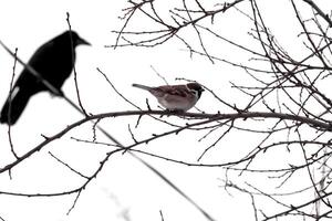 arbre blanches contre une blanc hiver ciel avec une moineau séance sur un branche et une gros noir corbeau en train de regarder, il bokeh côté vue photo