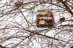 arbre blanches contre une blanc hiver ciel avec pendaison oiseau mangeoire et moineaux séance sur branches dans sépia tons photo