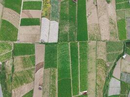 aérien vue de plantation dans Indonésie photo