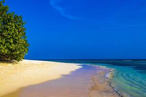 Naturel tropical les plantes turquoise banc de sable îles madivaru finolhu rasdhoo Maldives. photo
