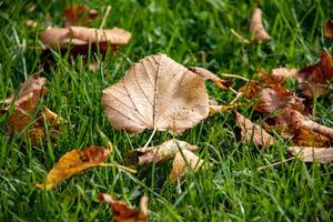 l'automne feuilles sur vert herbe, saisonnier Contexte. photo