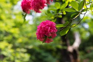 vibrant rose des roses dans Floraison avec luxuriant vert feuillage sur une flou Naturel Contexte. photo