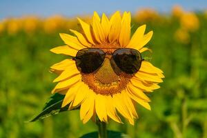 tournesol dans des lunettes de soleil fleurs dans le champ dans le été. fermer photo