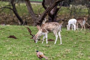 cerf pâturage pacifiquement sur une luxuriant vert Prairie avec des arbres dans le Contexte. photo