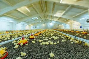 gros lumière poulet ferme avec Température contrôle et beaucoup Jaune poussins mensonge sur noir tournesol graines. poulet alimentation sur le la volaille cultiver. photo