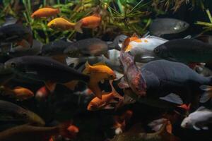 coloré eau fraiche poisson nager dans une à forte densité peuplé aquarium. photo