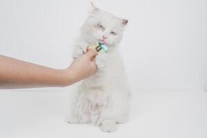 studio portrait de une ragdoll chat profiter sa collation, séance contre une blanc Contexte photo