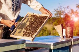 main de apiculteur est travail avec les abeilles et ruches sur le rucher. les abeilles sur nids d'abeilles. cadres de une abeille ruche photo