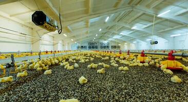 Jeune Jaune poulets sur une la volaille cultiver. à l'intérieur poulet cultiver, poulet alimentation photo